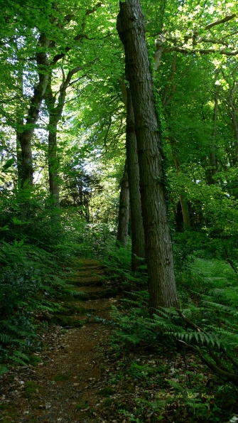 Bois des Moutiers (258) Mai 2012